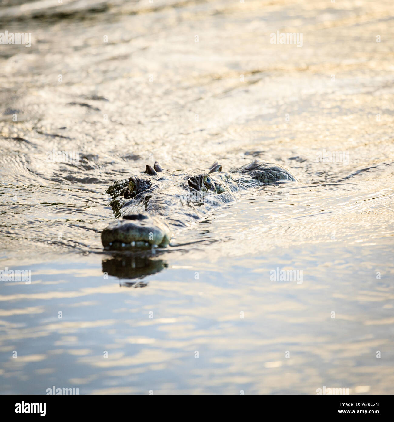 Crocodile nuotare nel fiume Tarcoles in Costa Rica Foto Stock