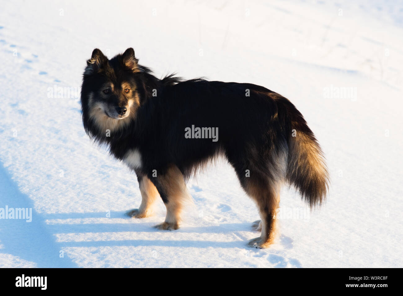 Lapphund finlandese in piedi in inverno. Messa a fuoco selettiva e profondità di campo. Foto Stock