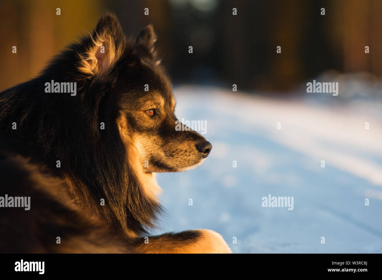 Lapphund finlandese illuminato dal basso angolo sole invernale. Messa a fuoco selettiva e profondità di campo. Foto Stock