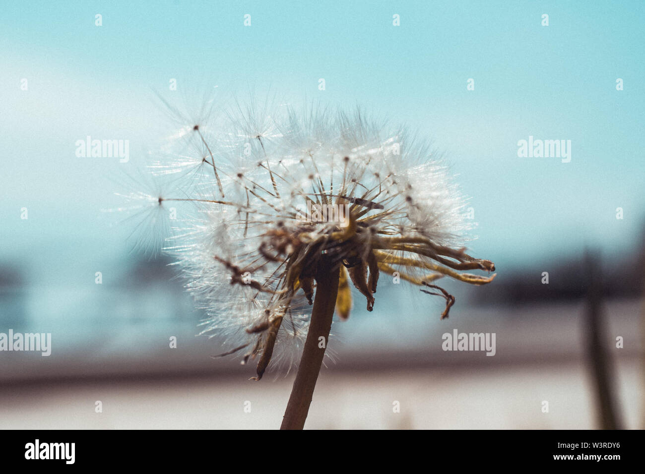 Taraxacum Foto Stock