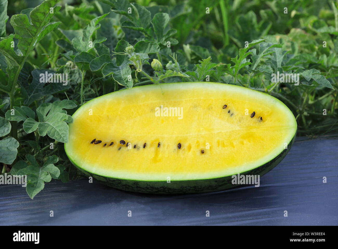 Mezza gialla anguria nel giardino di cocomero Foto Stock