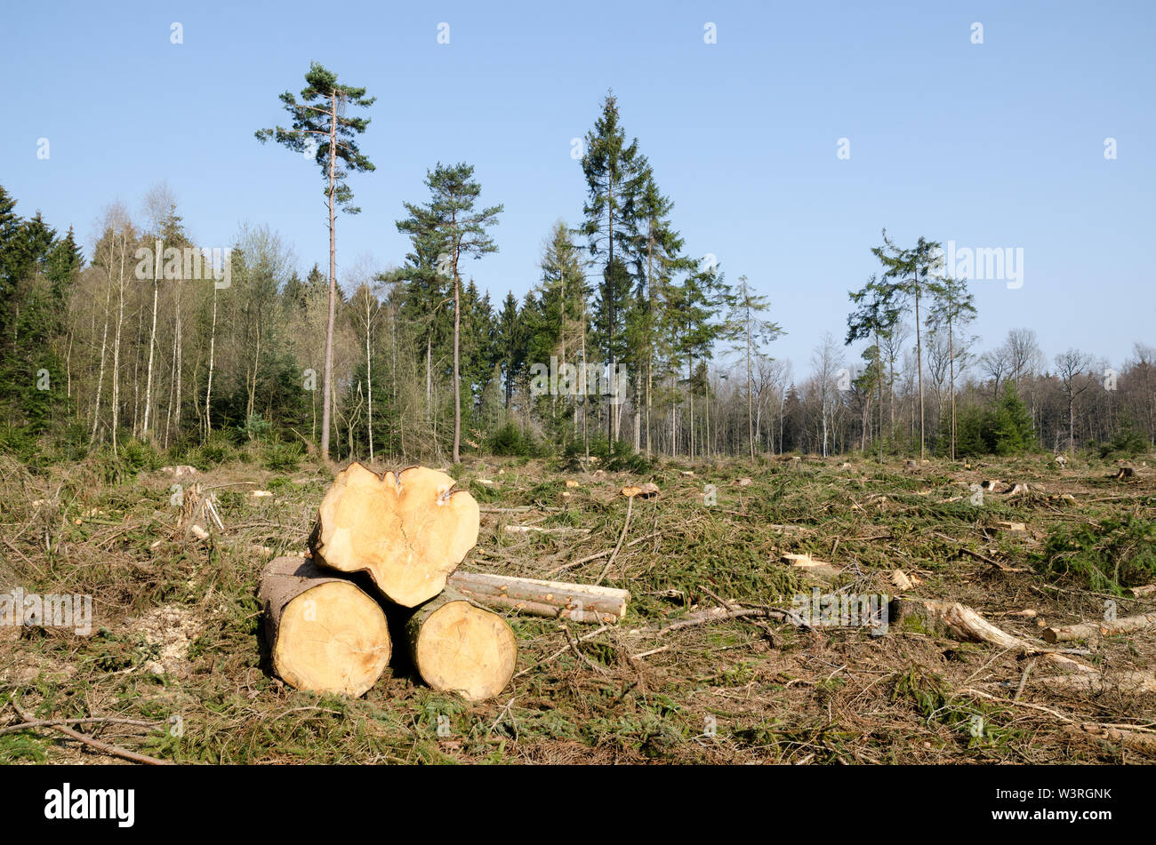 Deforestazione, silvicoltura e raccolta del legname in un sito di disboscamento in una foresta in Baviera, Germania, Europa Foto Stock