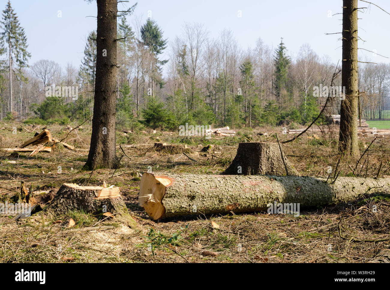 Deforestazione, silvicoltura e raccolta del legname in un sito di disboscamento in una foresta in Baviera, Germania, Europa Foto Stock