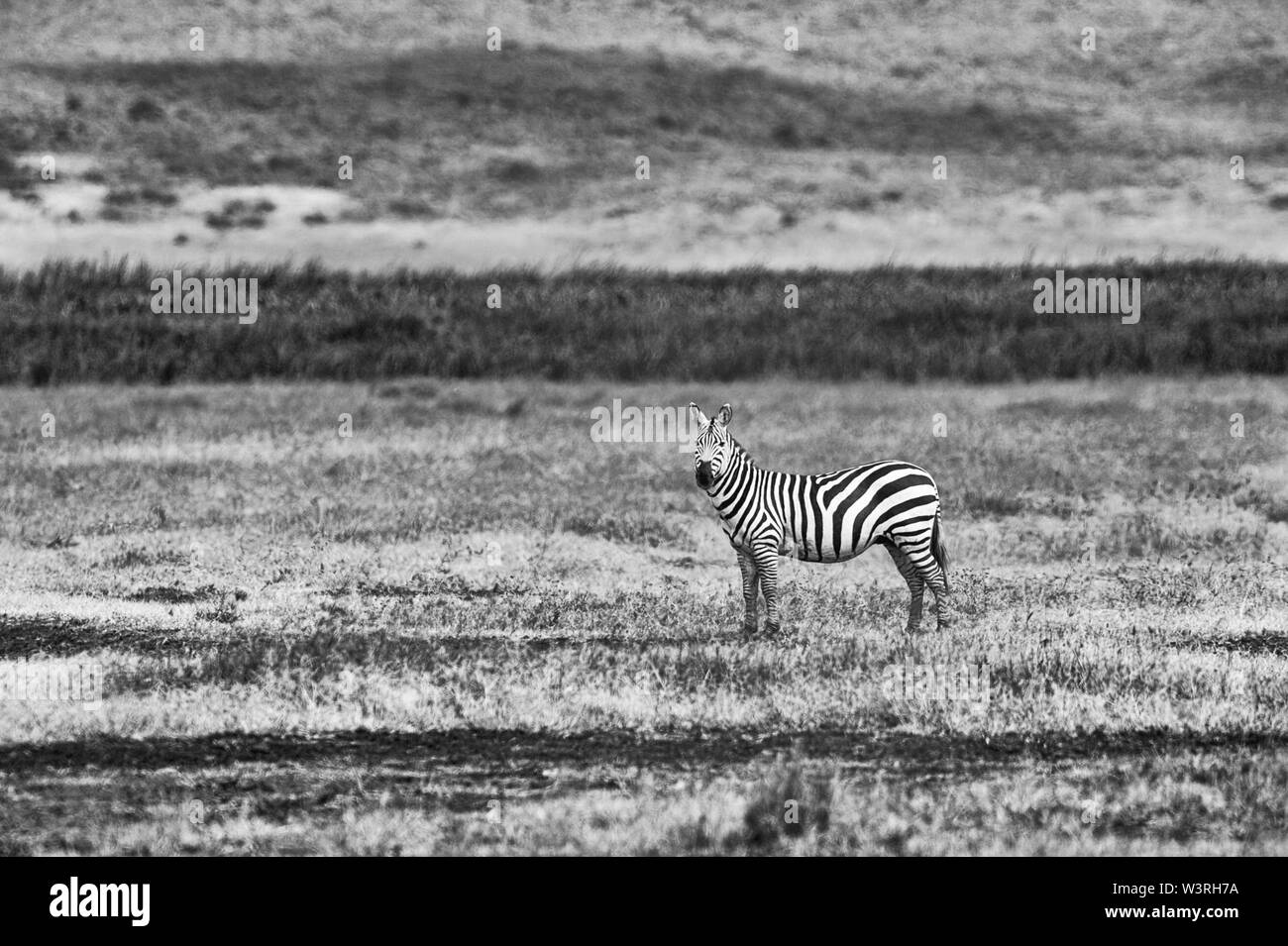 Varie La fauna selvatica sono visti nel Serengeti, Tanzania Africa compreso gli elefanti, zebre, ippopotami, uccelli, gnu, coccodrilli del Nilo, aquile e leopardi. Foto Stock