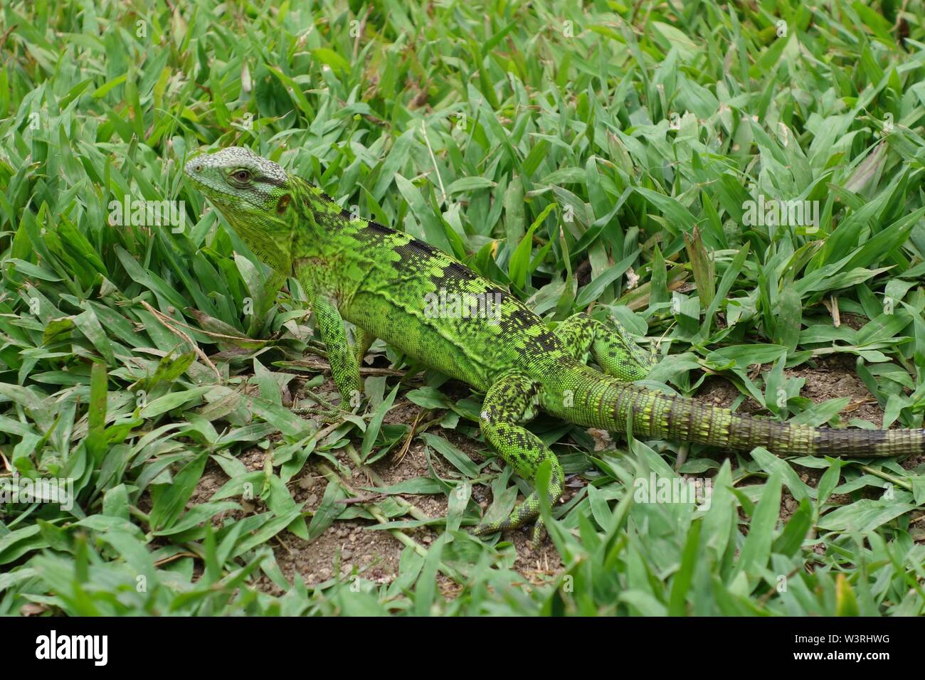 Primo piano di un avviso lucertola verde in una verde zona erbosa Foto Stock