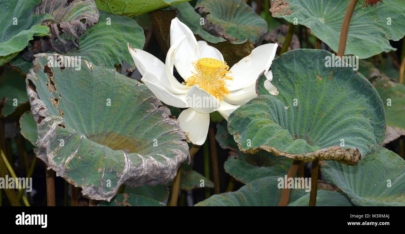 Una bella Nelumbo nucifera, noto anche come Indian lotus, sacro lotus, fagiolo di India, fagiolo egiziano o semplicemente lotus, una pianta acquatica. Foto Stock