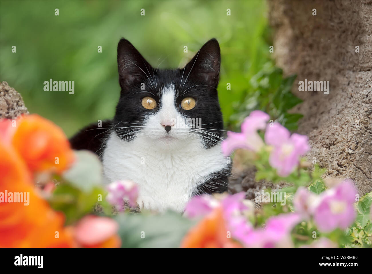 Cute cat, tuxedo pattern in bianco e nero bicolor, European Shorthair, ponendo curiosamente con indiscreti occhi gialli in un colorato giardino fiorito, Germania Foto Stock