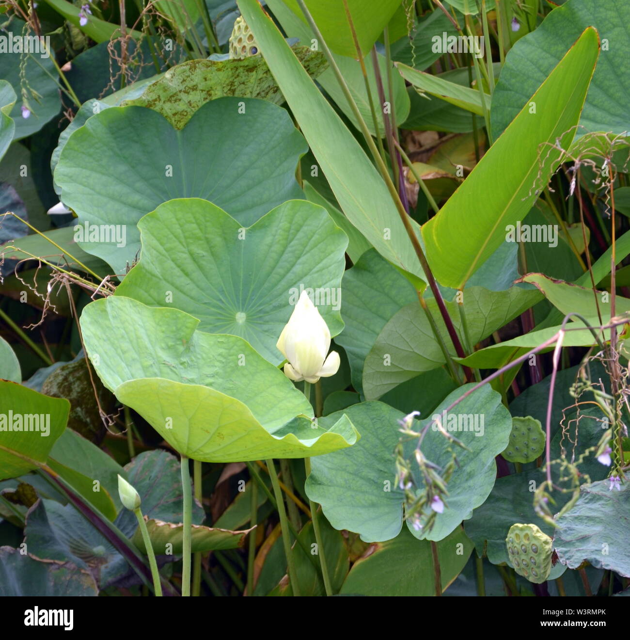 Una bella Nelumbo nucifera, noto anche come Indian lotus, sacro lotus, fagiolo di India, fagiolo egiziano o semplicemente lotus, una pianta acquatica. Foto Stock