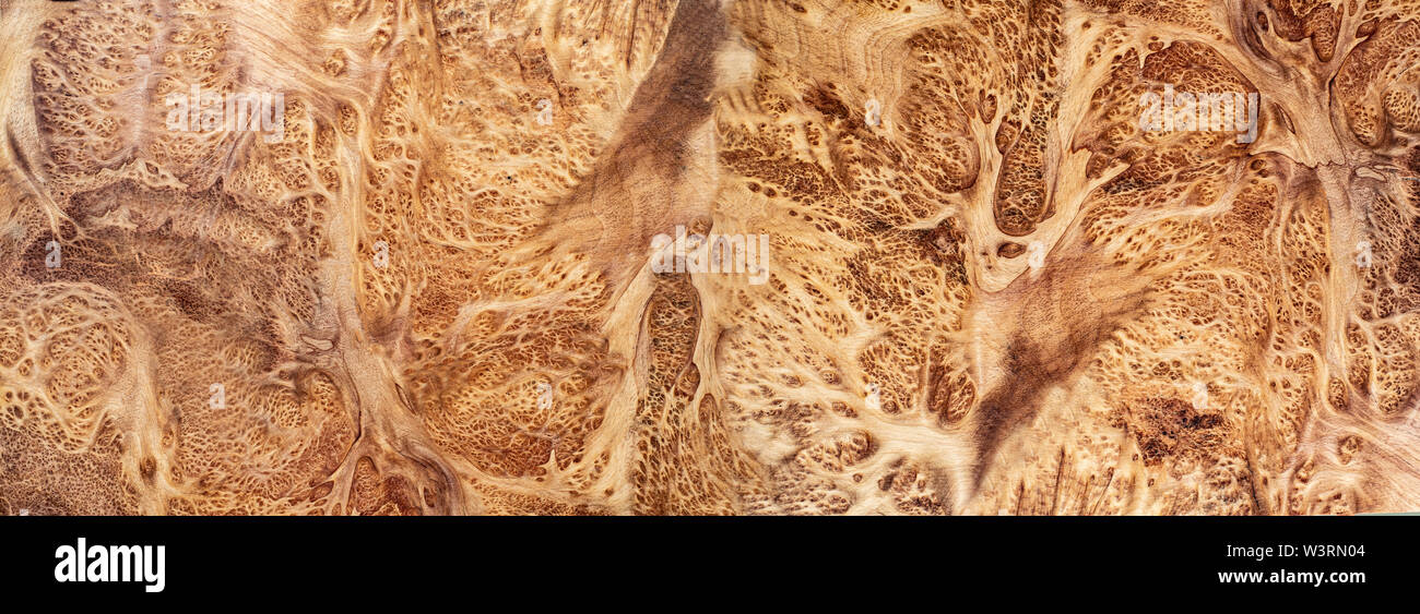 Natura radica di rovere rigato in legno, legno esotico bellissimo modello per l'artigianato o arte astratta texture di sfondo Foto Stock