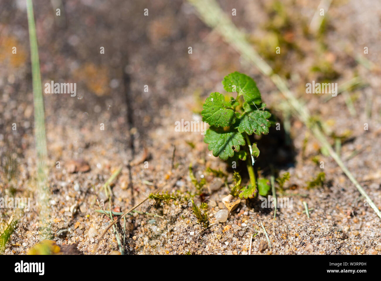 Le piccole cose sono mostrati in un formato enorme Foto Stock