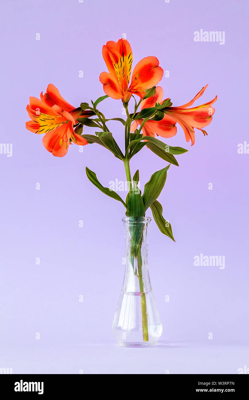 Colore arancio fiori di alstroemeria, comunemente chiamato il giglio peruviano o giglio degli Incas in una piccola trasparente vaso di vetro su sfondo viola. Foto Stock