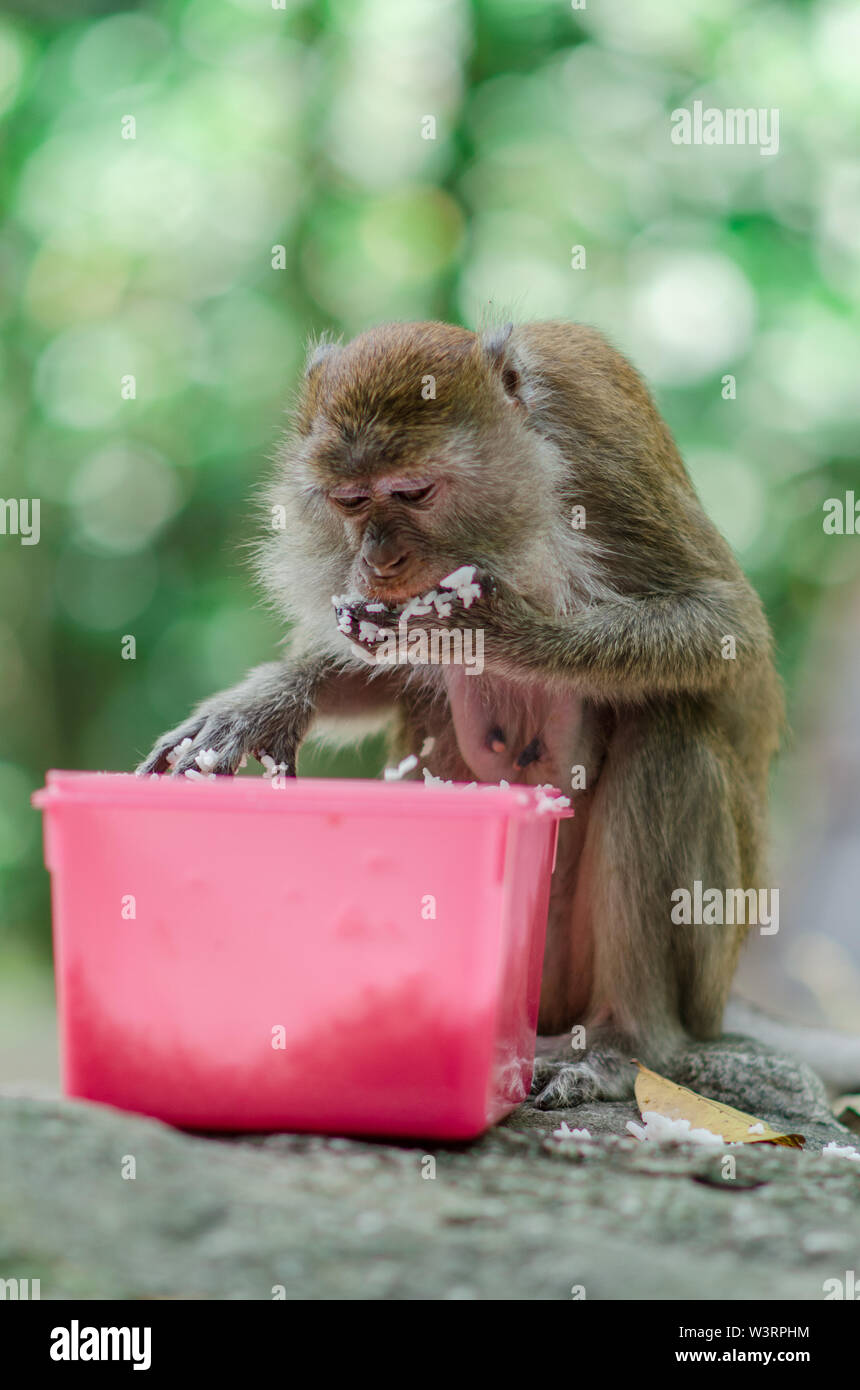 SELANGOR, MALAYSIA - Feb 16, 2019: una scimmia ha rubato e abbiamo mangiato il nostro cibo quando siamo stati a la nostra photo shoot sessione al Templer Park. La scimmia tenere mangiare Foto Stock