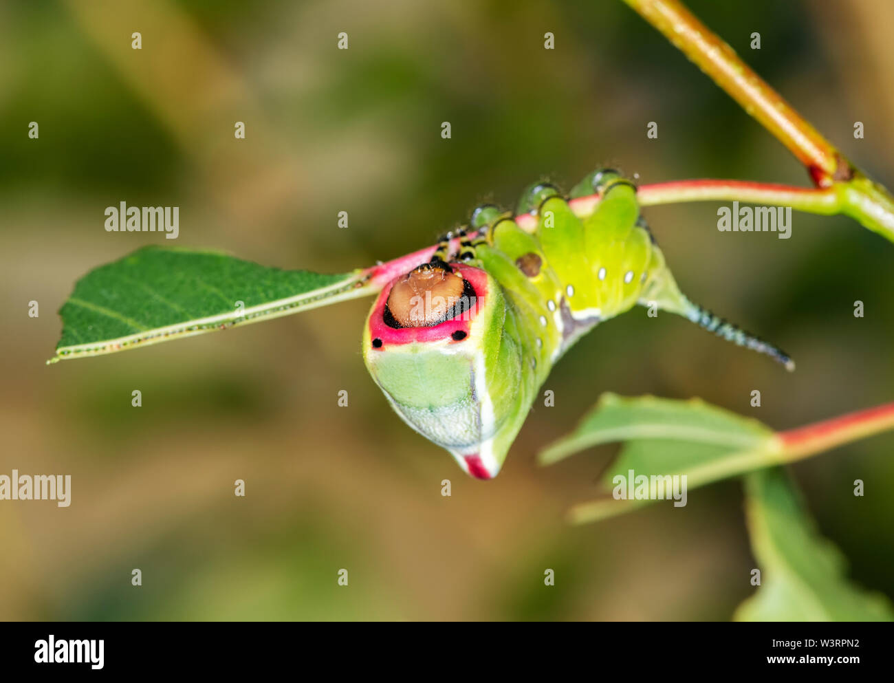 Caterpillar del Puss Moth (Cerura vinula) adotta la sua difesa in risposta a una minaccia percepita Foto Stock