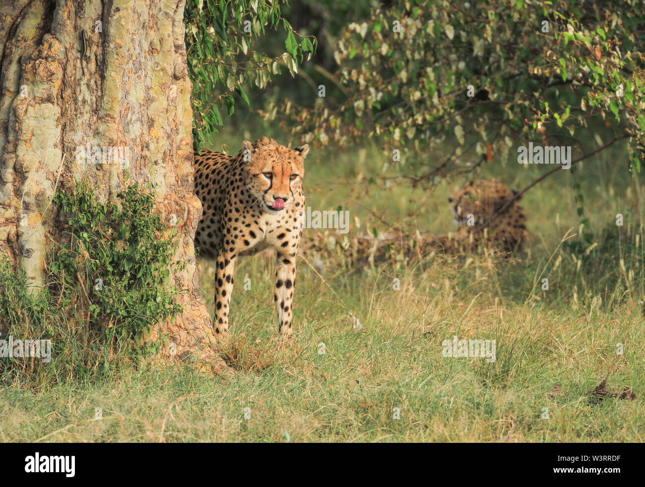 Cheetah, Acinonyx jubatus, leccare le labbra. Riserva Nazionale di Masai Mara, Kenya, Africa orientale. Copia anteriore dello spazio individuato safari Foto Stock