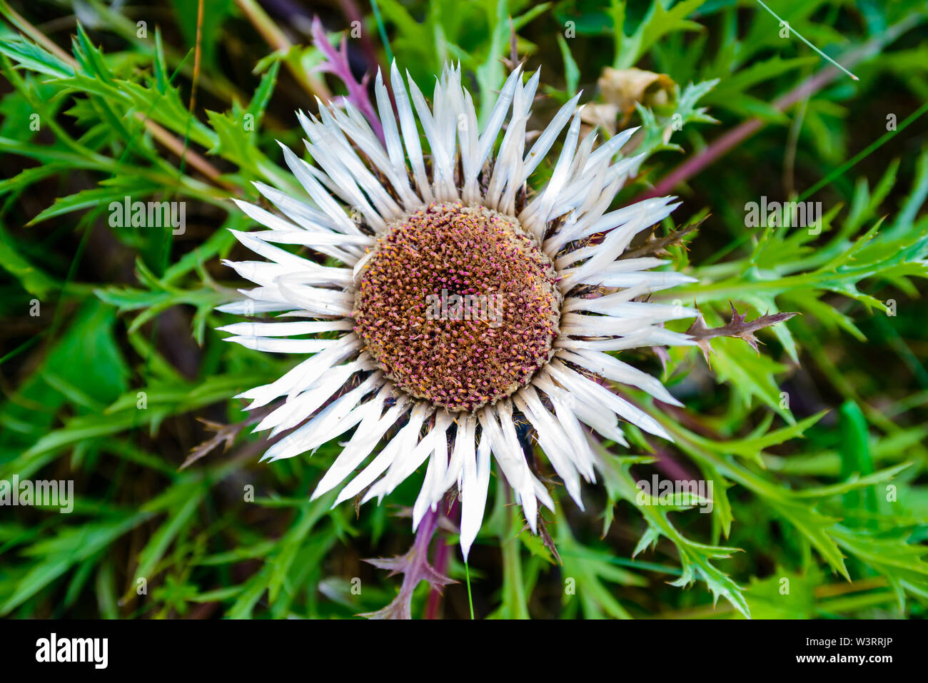 Immagine di Carline thistle - Carlina acaulis - con open blossom - fiori - uno dei simboli di polacco di Pieniny Mountains Foto Stock