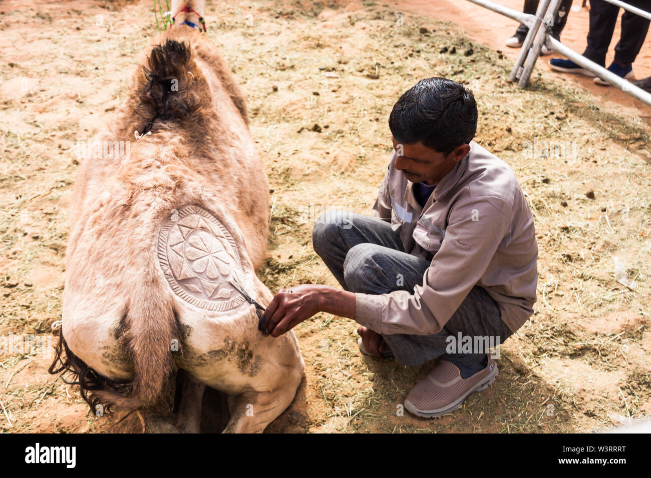 Il cammello concorso artistico presso il King Abdulaziz Camel Festival, uno dei principali annuale di eventi culturali in Arabia Saudita Foto Stock