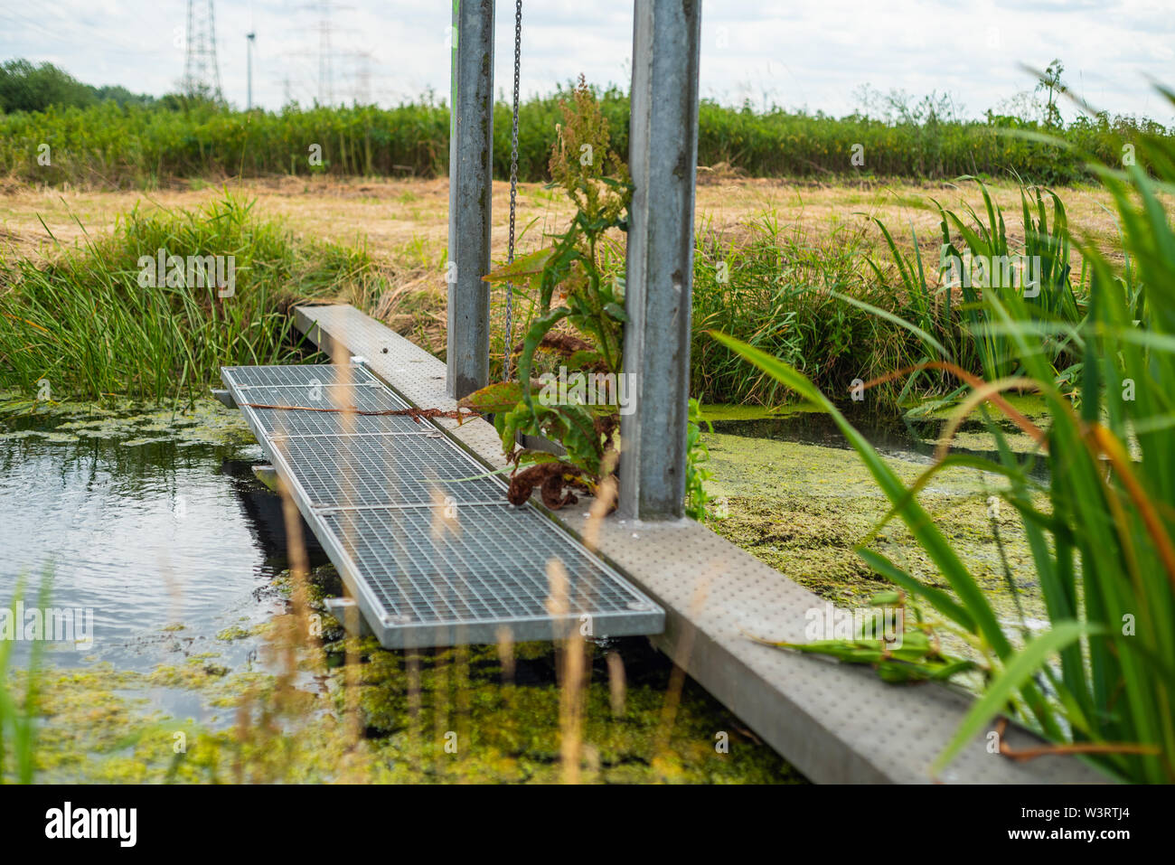 Motivi focalizzato può essere rilevato durante una passeggiata attraverso la natura Foto Stock