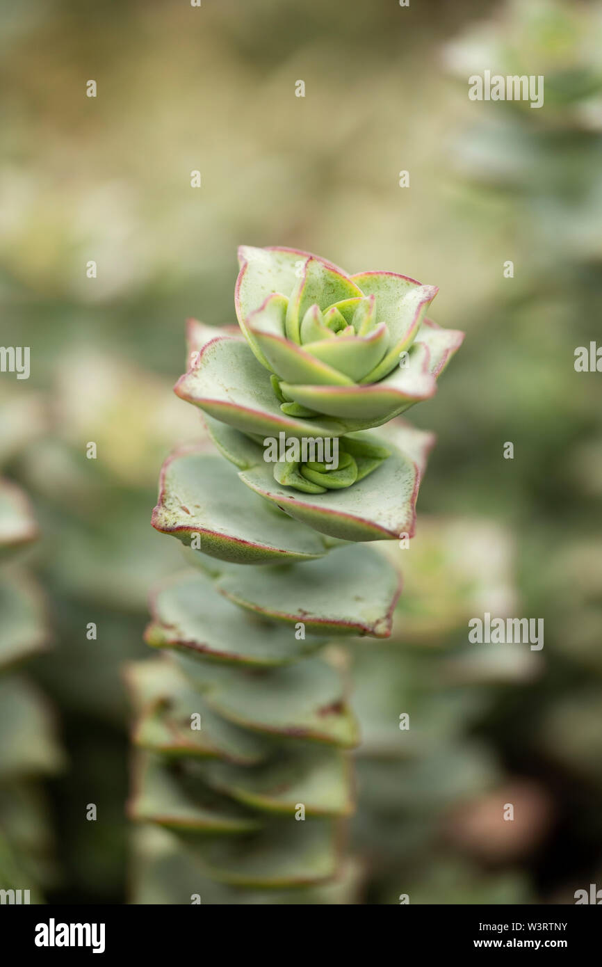 Crassula perforata, conosciuta come stringa di bottoni, una pianta succulenta originaria del Sud Africa. Foto Stock