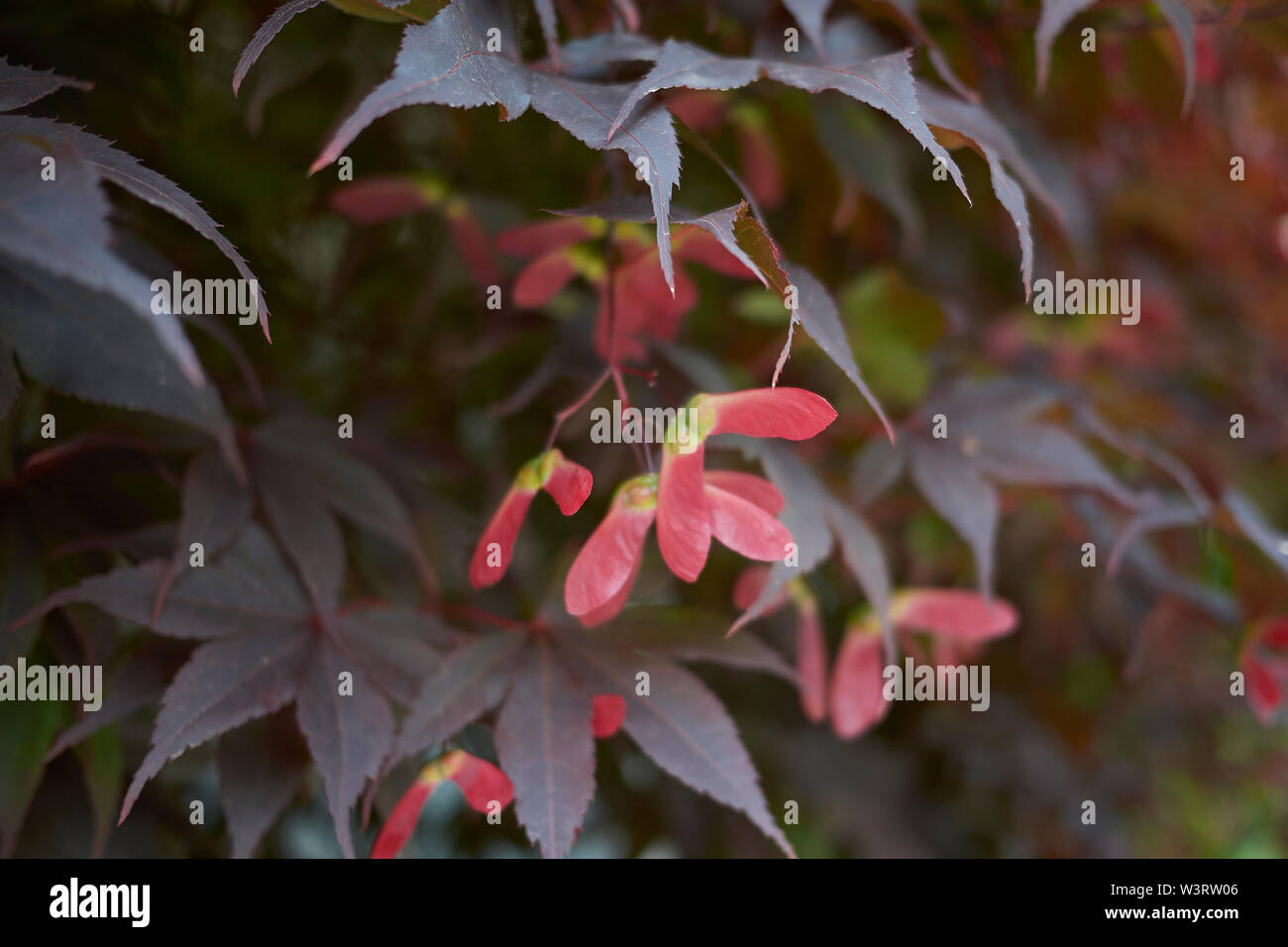 Rosso di foglie e frutti di Acer palmatum Foto Stock