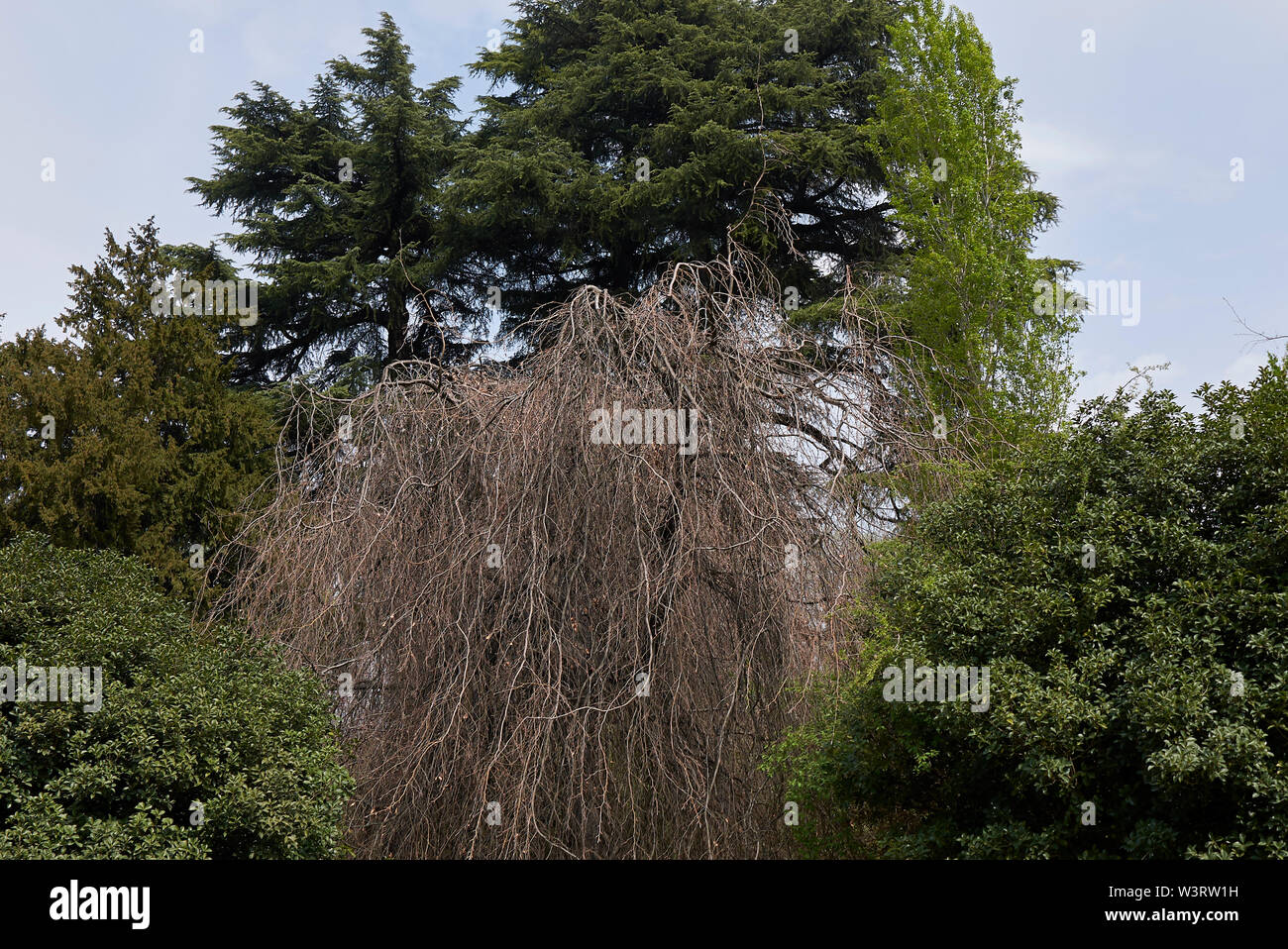 Fagus sylvatica pendula rami senza foglie Foto Stock