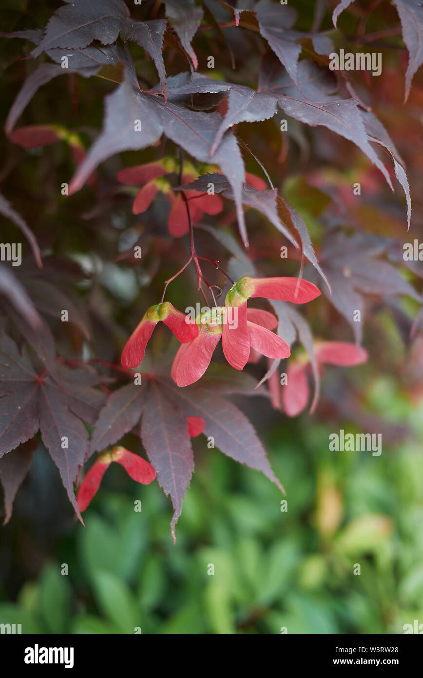 Rosso di foglie e frutti di Acer palmatum Foto Stock