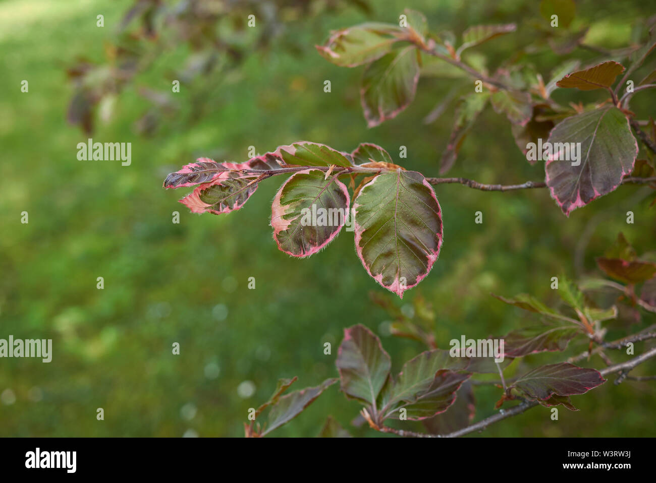 Foglie colorate di Fagus sylvatica purpurea tricolore Foto Stock