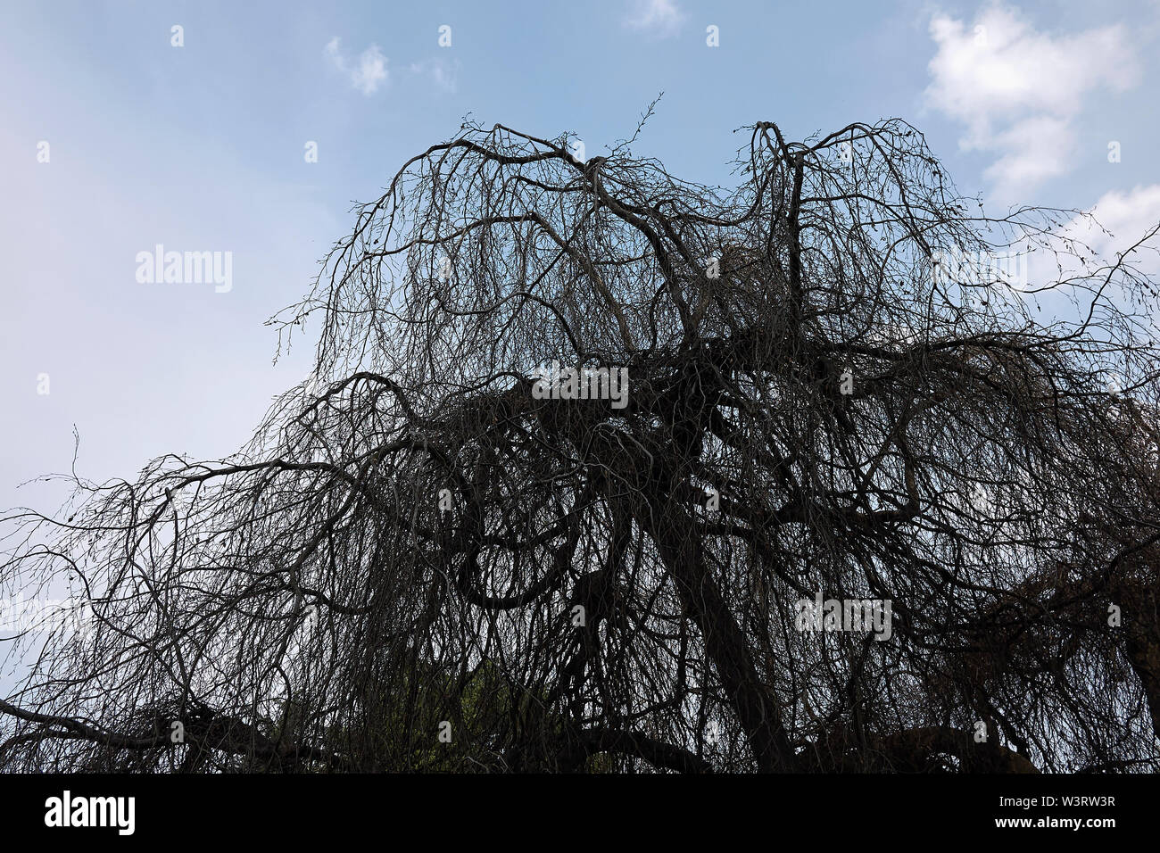 Fagus sylvatica pendula rami senza foglie Foto Stock