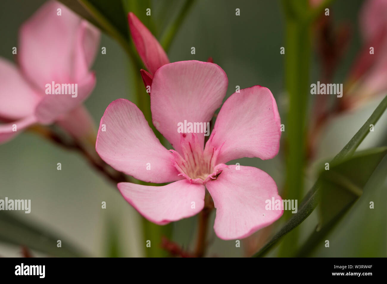 Nerium oleander, un arbusto o un piccolo albero della famiglia dogbane Apodynaceae, nativo di aree tropicali, in particolare il bacino del Mediterraneo. Foto Stock