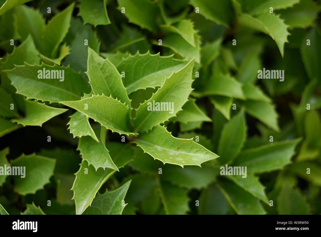 Osmanthus x fortunei fogliame sempreverde Foto Stock