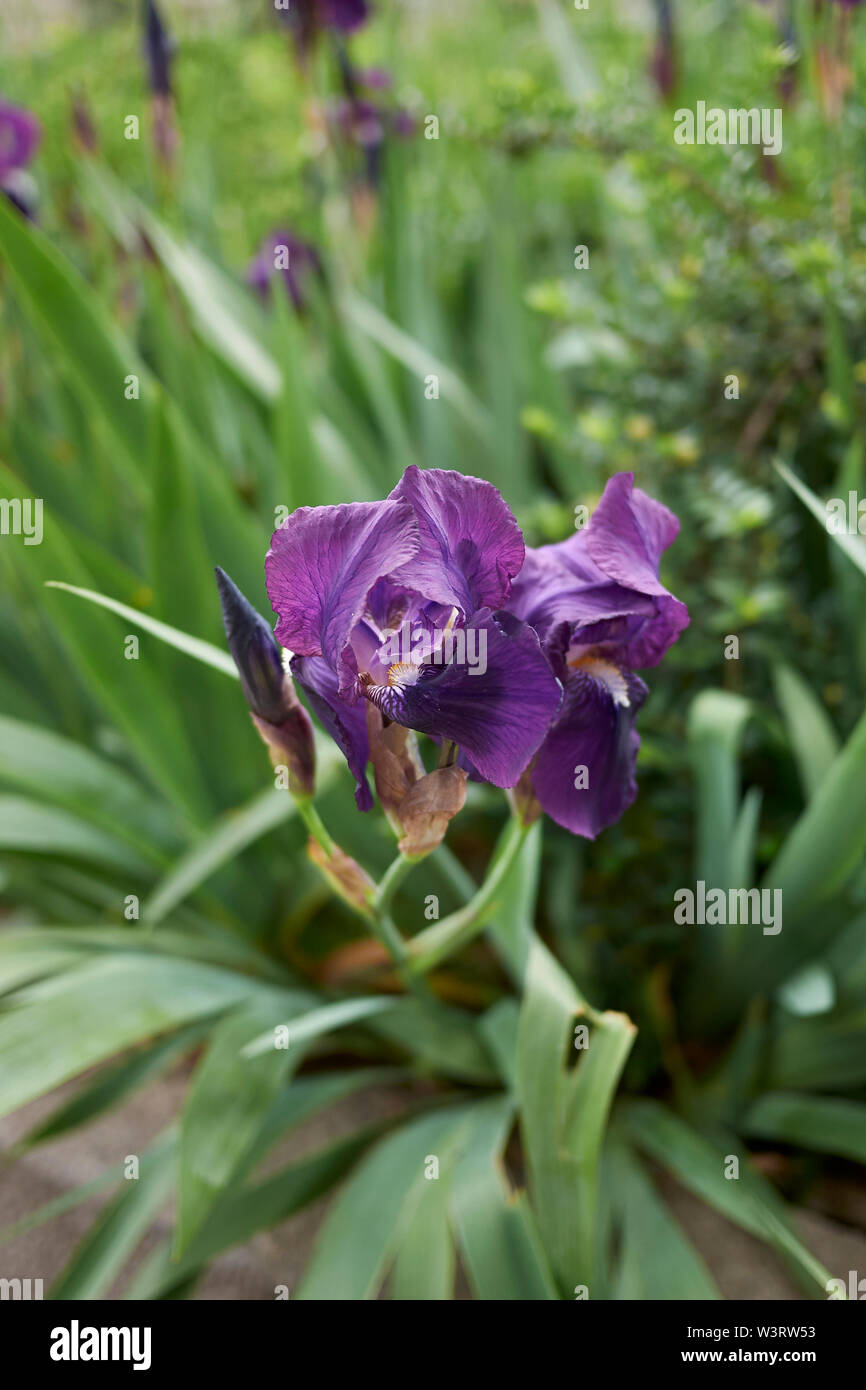 Fiori viola di Iris germanica x Foto Stock