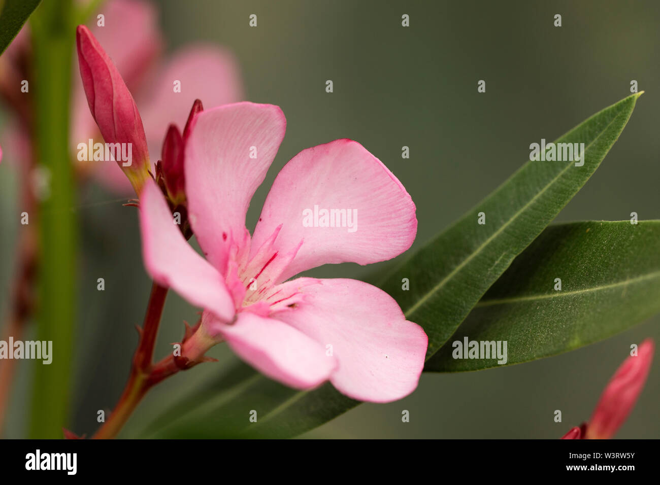 Nerium oleander, un arbusto o un piccolo albero della famiglia dogbane Apodynaceae, nativo di aree tropicali, in particolare il bacino del Mediterraneo. Foto Stock