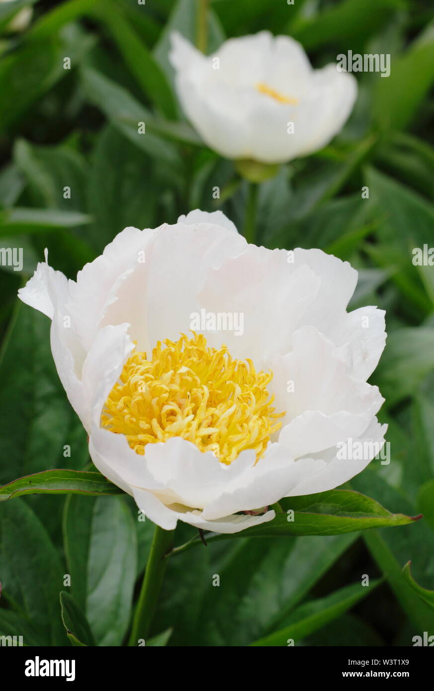 Paeonia lactiflora 'ali bianche' peonia Fioritura in estate - Giugno. Regno Unito Foto Stock