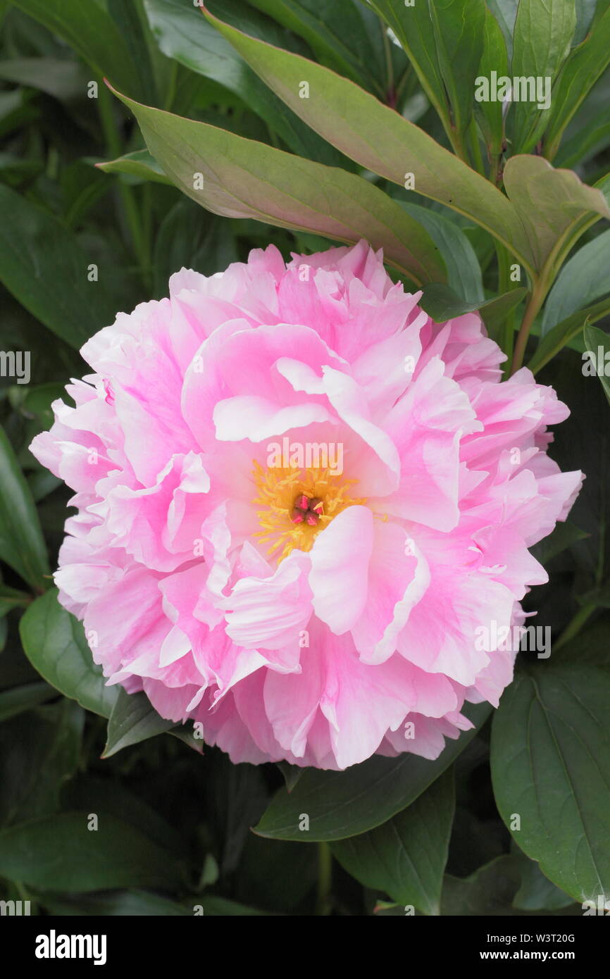 Peony Close Up.Paeonia lactiflora 'Dottor Alexander Fleming' Peony fiorente in estate - giugno. REGNO UNITO Foto Stock