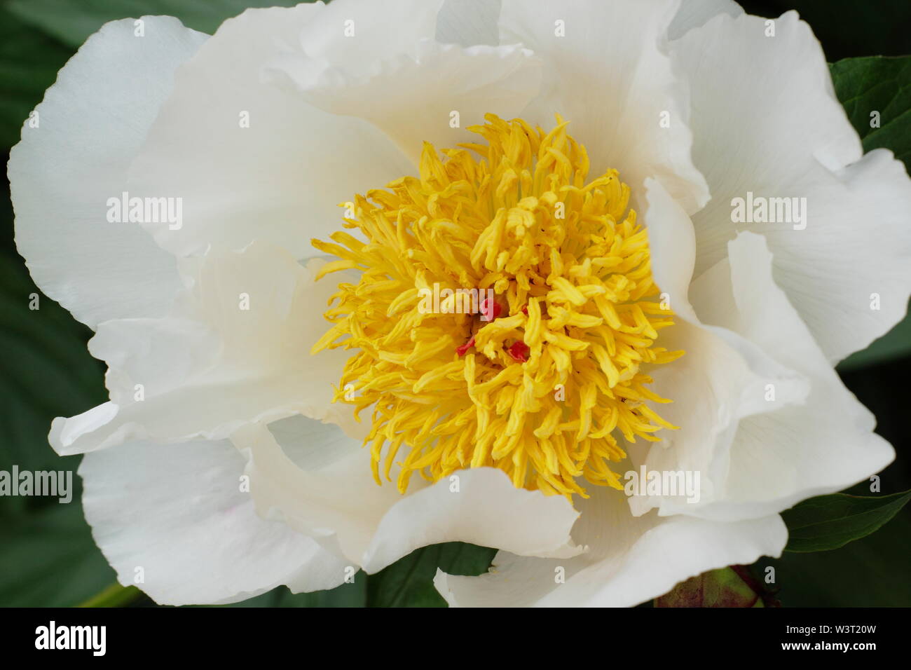 Paeonia lactiflora 'ali bianche' peonia Fioritura in estate - Giugno. Regno Unito Foto Stock