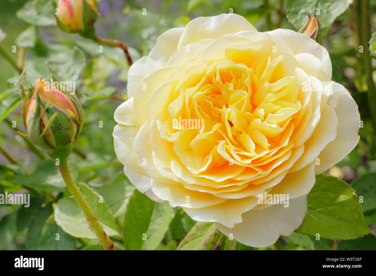 Rosa "Golden Celebration' Rose sboccia fioritura in giugno - REGNO UNITO. Chiamato anche "Ausgold'. Costitutore, David Austin Foto Stock