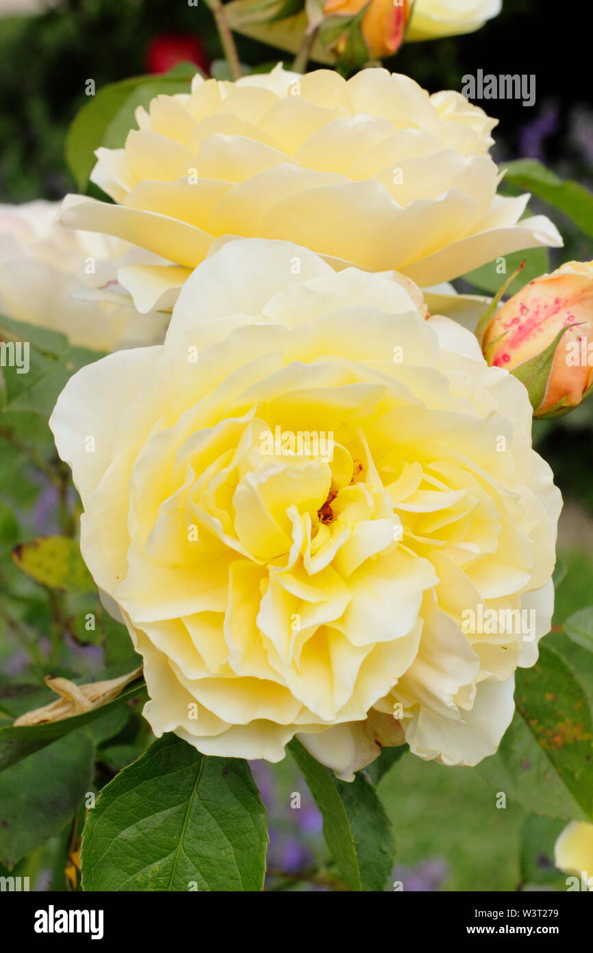 Rosa "Golden Celebration' Rose sboccia fioritura in giugno - REGNO UNITO. Chiamato anche "Ausgold'. Costitutore, David Austin Foto Stock