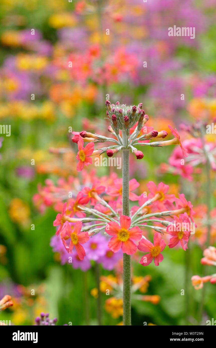 Candelabri primulas. Candelablra primule fioritura in un giardino di acqua - Giugno. Regno Unito Foto Stock
