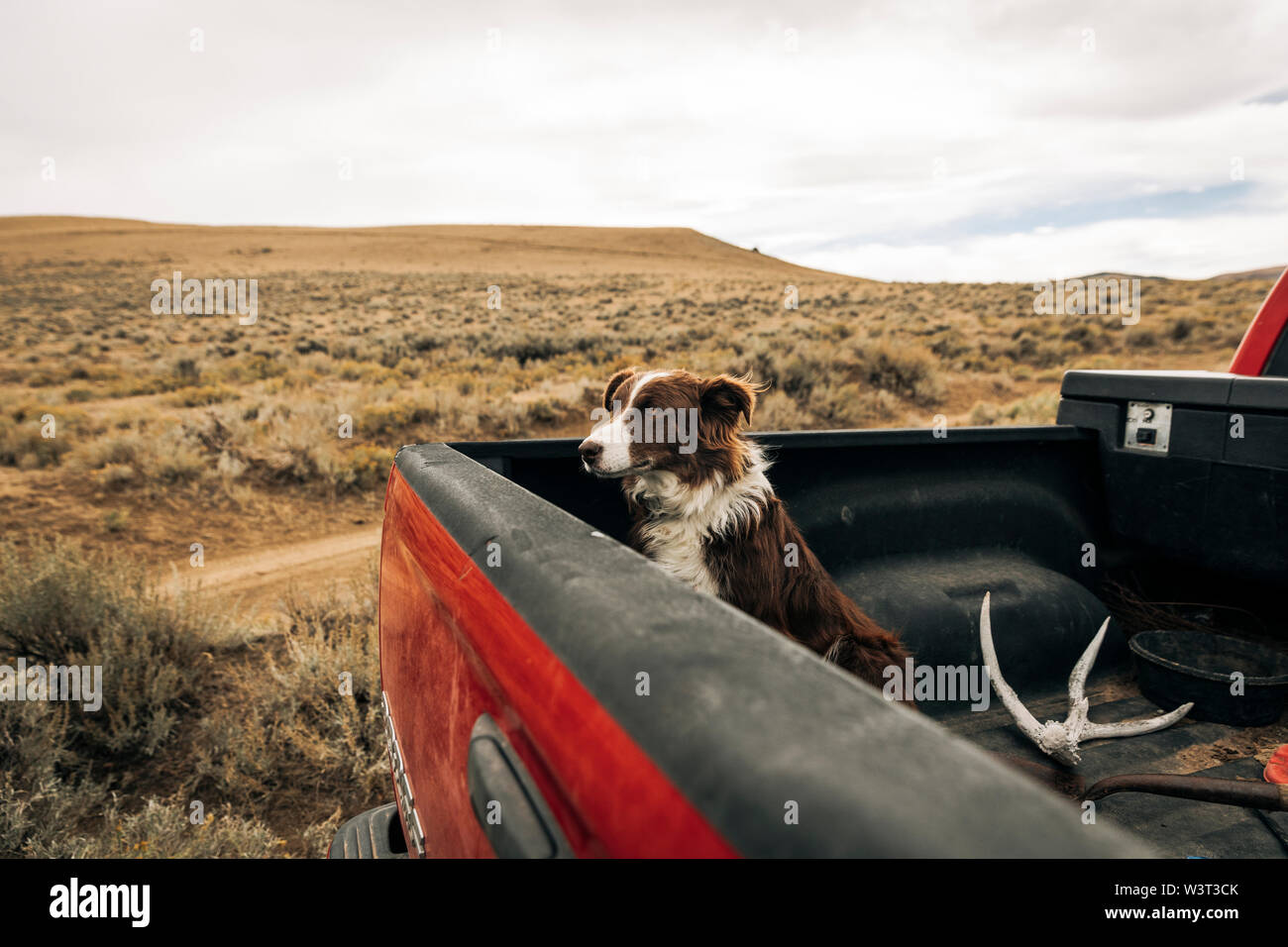 Border Collie cane nel letto posteriore di colore rosso carrello di prelievo sul ranch Foto Stock