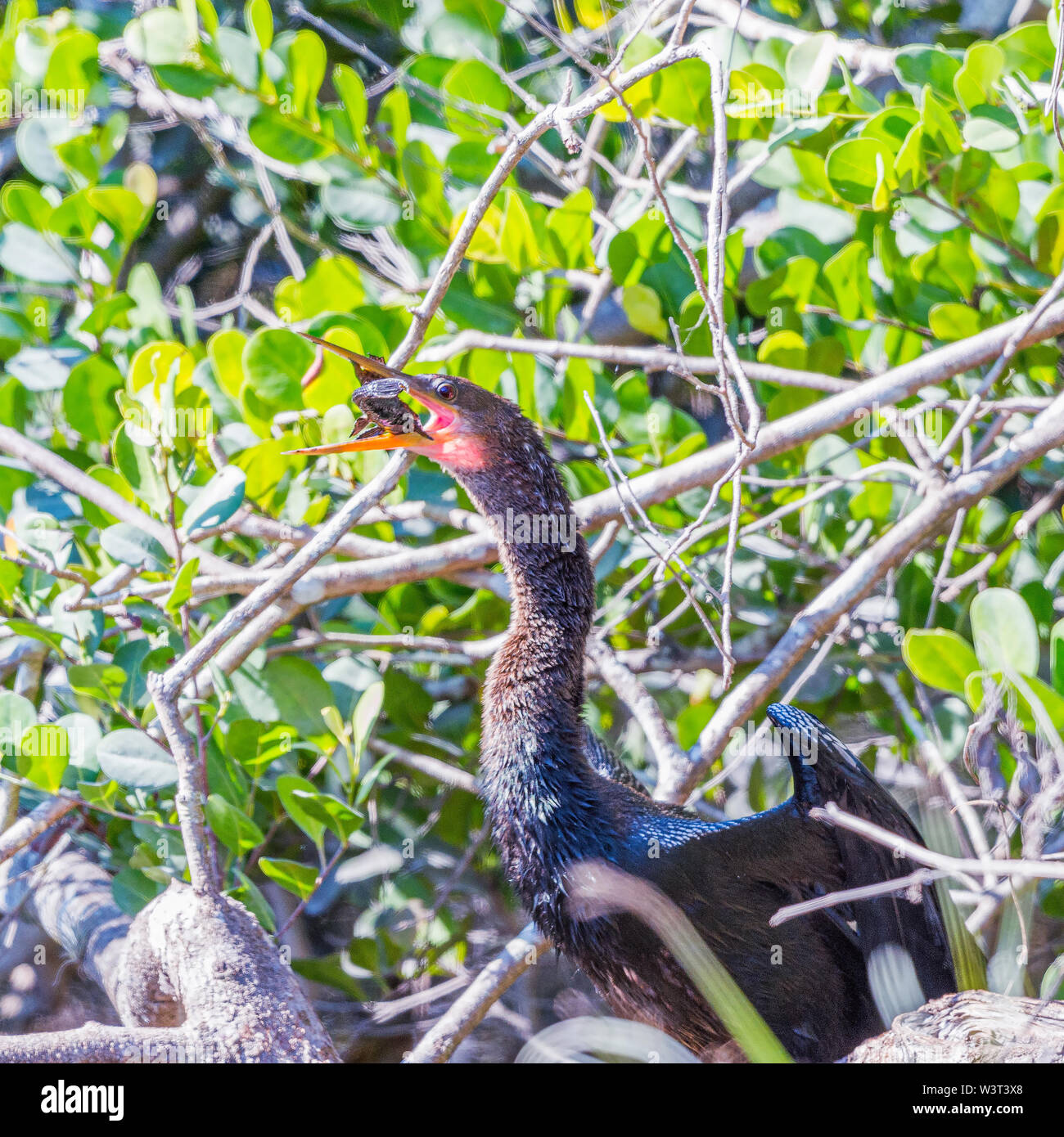 Un Anhinga (Anhinga anhinga) deglutire la sua preda. Parco nazionale delle Everglades. Florida. Stati Uniti d'America Foto Stock