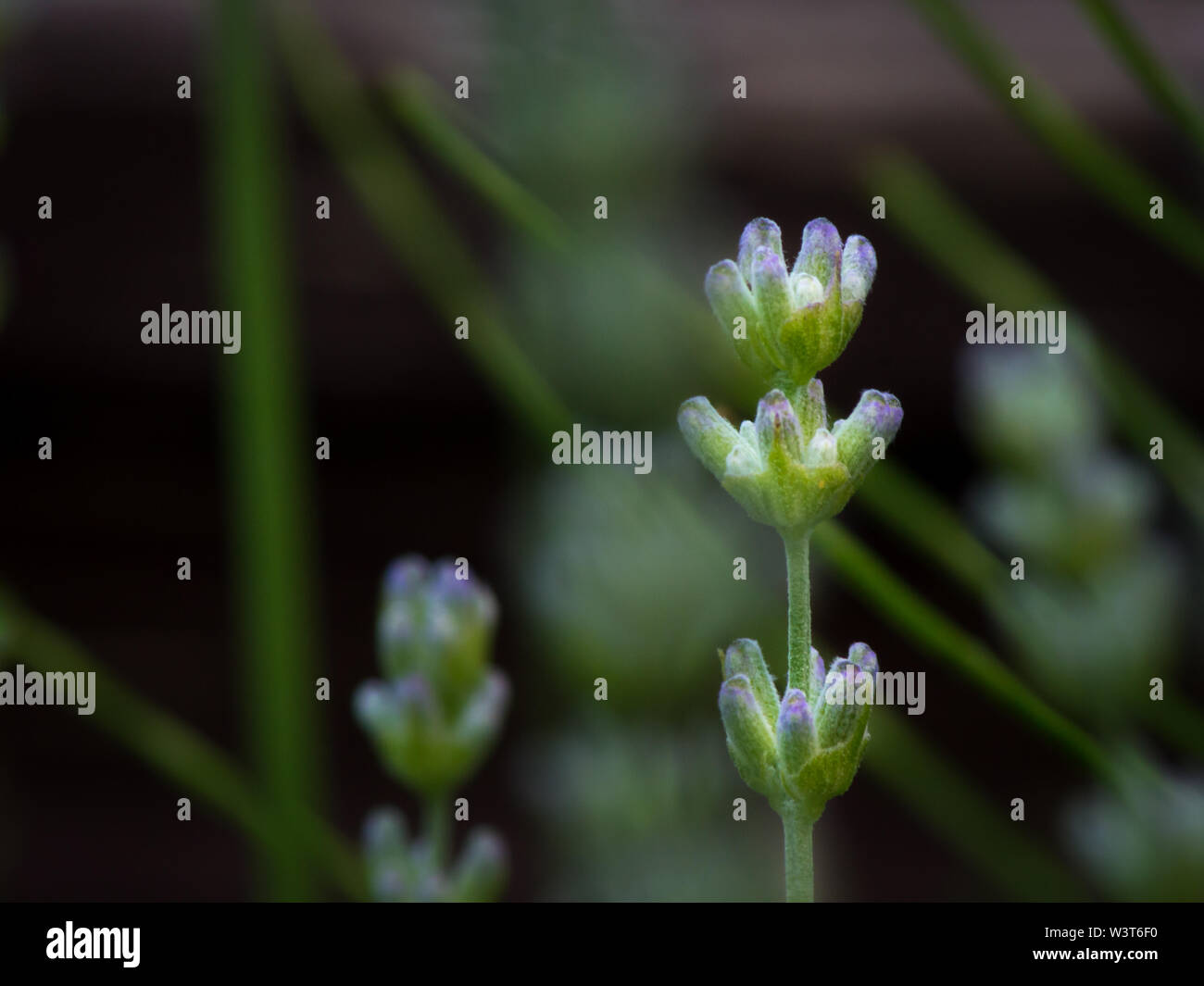 Piante di lavanda in uno sfondo scuro Foto Stock