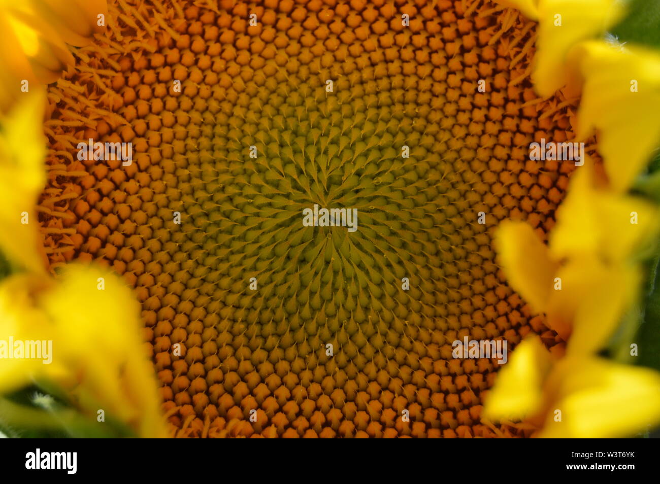 Close-up di giallo centro girasole Foto Stock