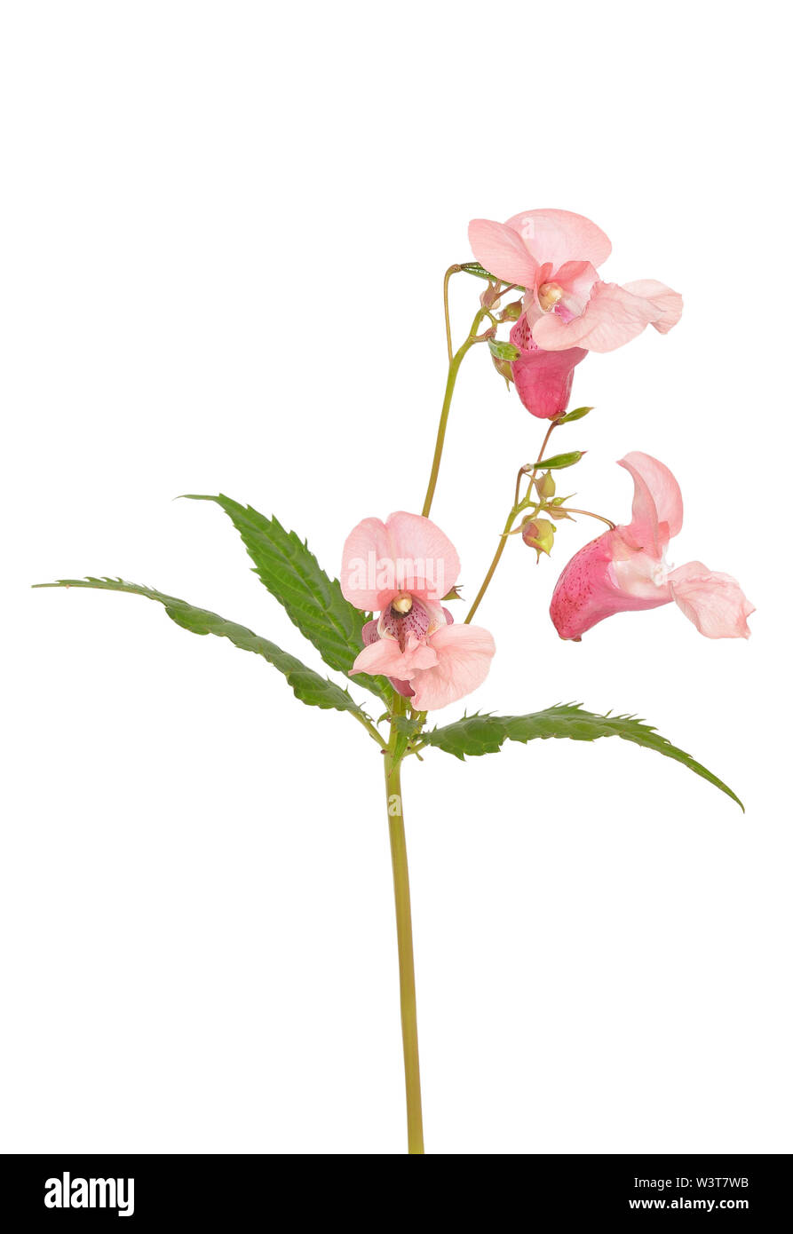 Impatiens glandulifera fiori isolati su sfondo bianco Foto Stock