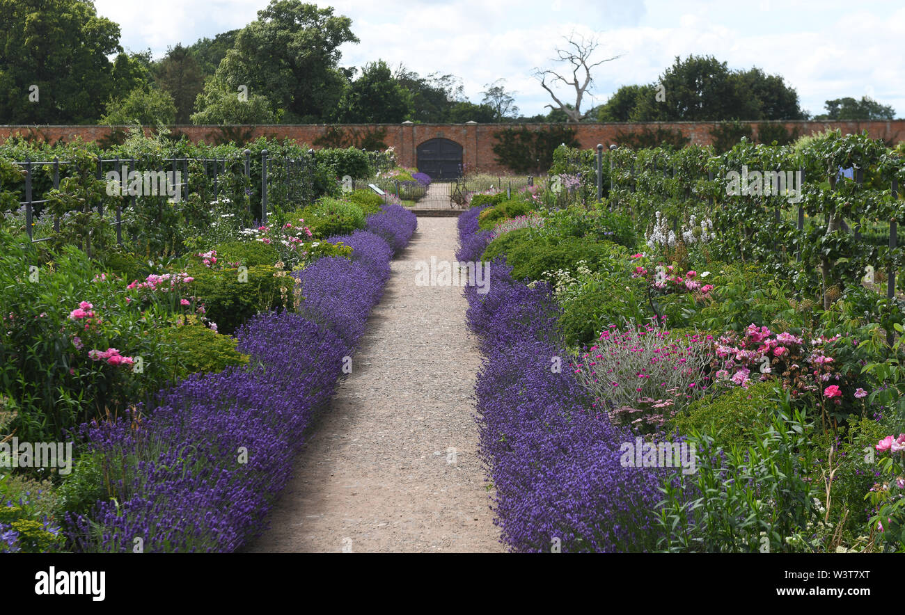 Percorso del giardino di piante di lavanda England Regno Unito Foto Stock