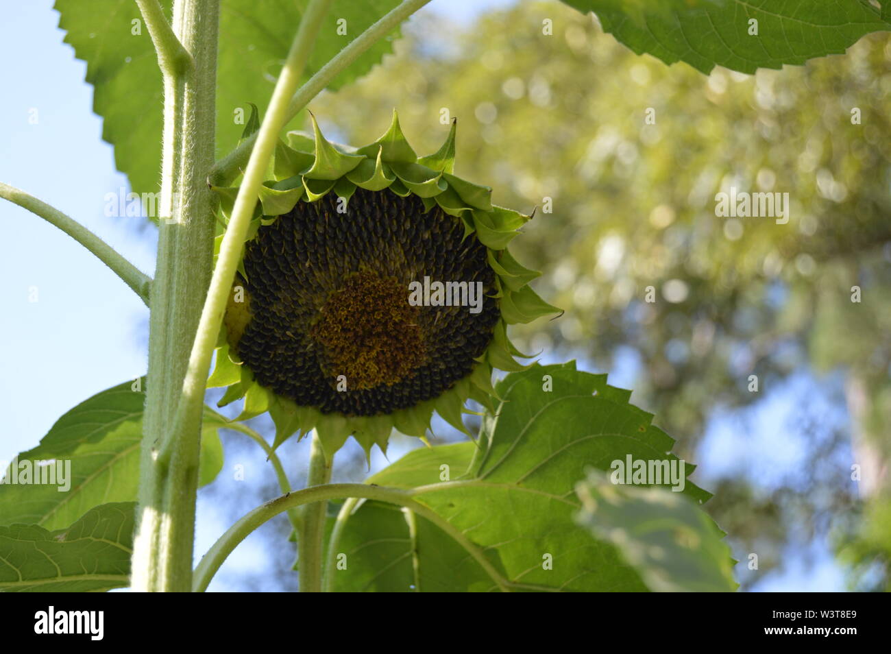 Girasole finito con semi Foto Stock
