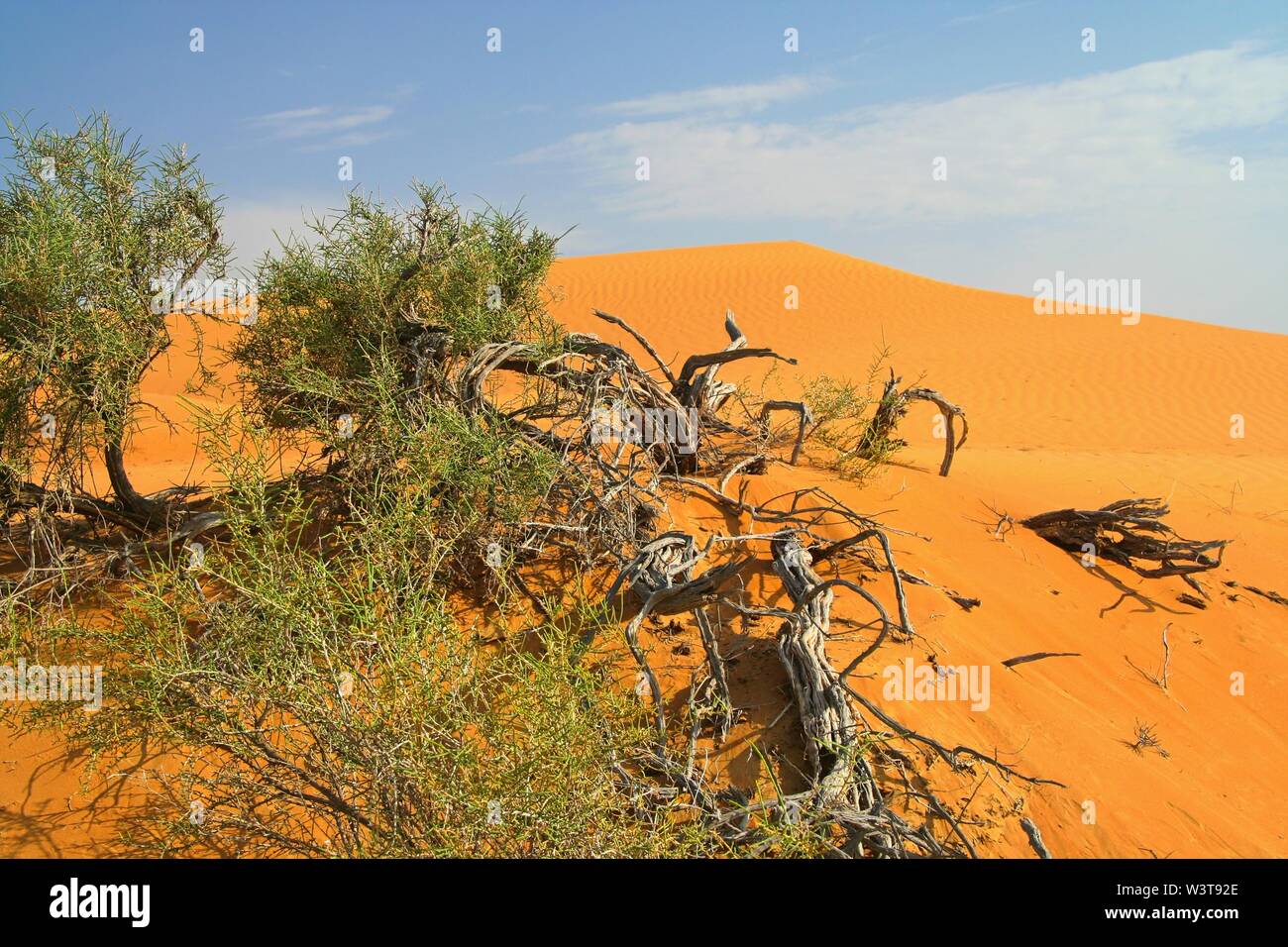 Oman deserto: vista sul verde isolato di piante in clima arido contro rosso arancio duna di sabbia Foto Stock