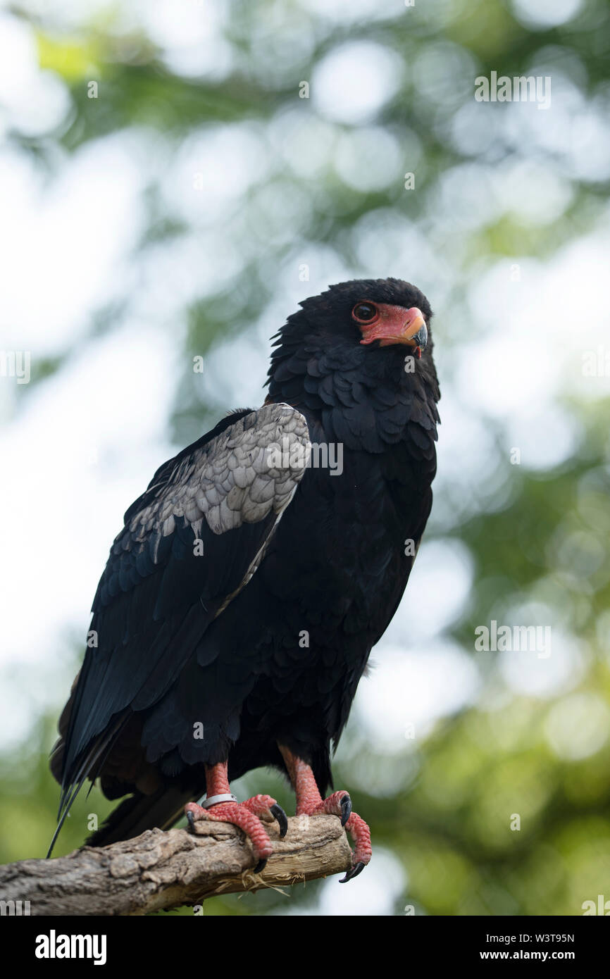 Un'aquila di Bateleur (Terathopius ecaudatus), originaria dell'Africa e dell'Arabia, arroccata su un ramo di albero. Foto Stock