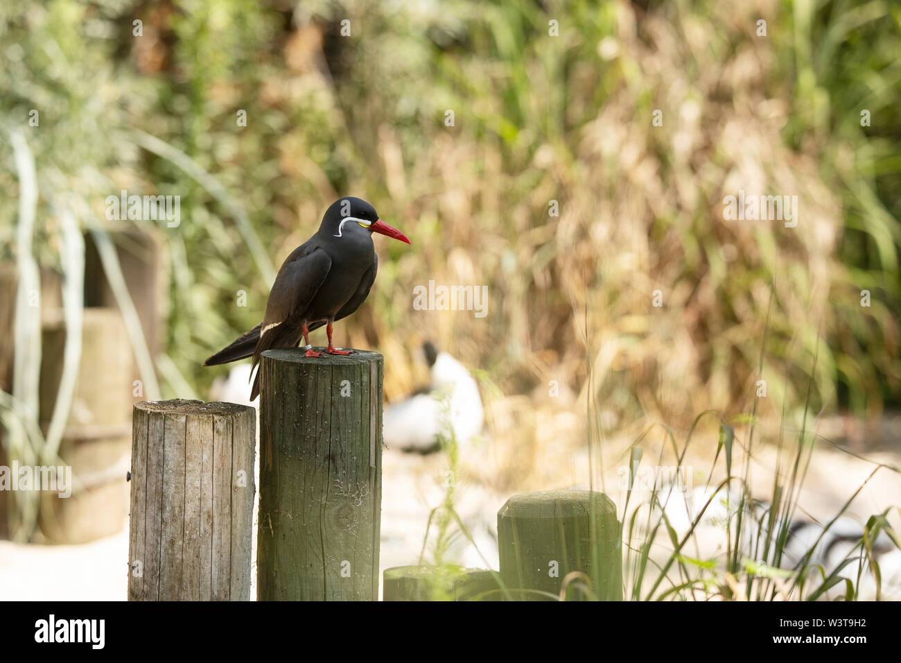Una terna Inca (Larosterna inca) della famiglia Laridae, originaria delle coste del Perù e del Cile, arroccata su un palazzetto di legno sul bordo dell'acqua. Foto Stock