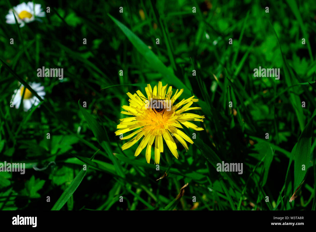 Tarassaco. (PICK ME e abbiamo letto!) Foto Stock