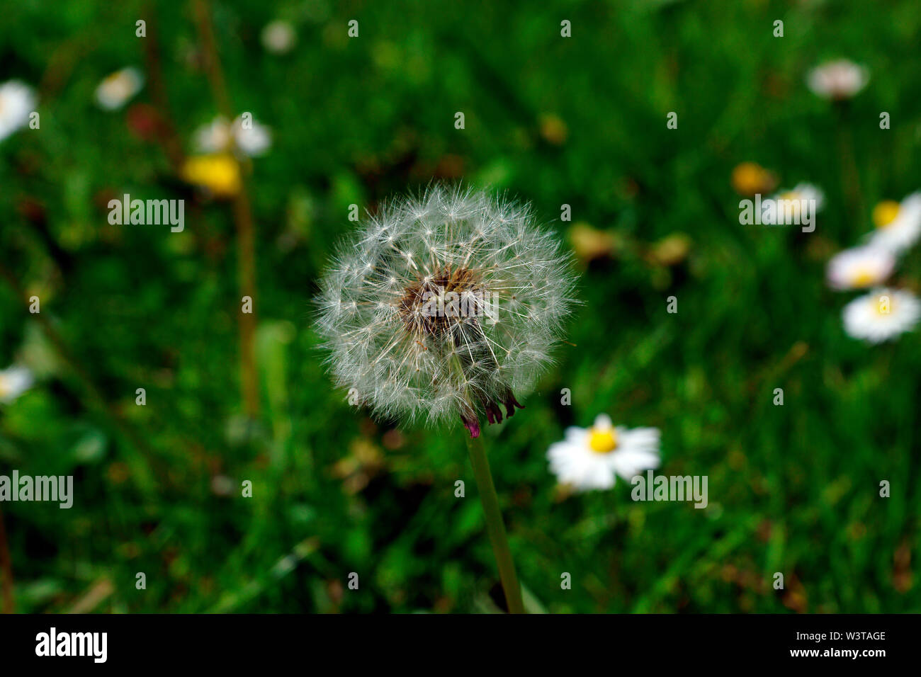 Tarassaco. (PICK ME e abbiamo letto!) Foto Stock