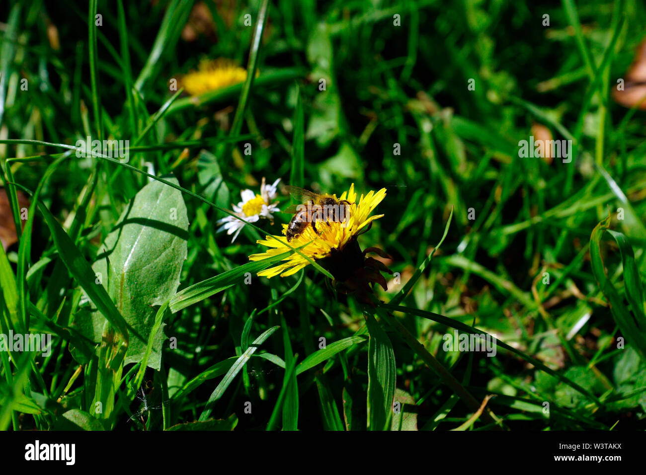 Tarassaco. (PICK ME e abbiamo letto!) Foto Stock